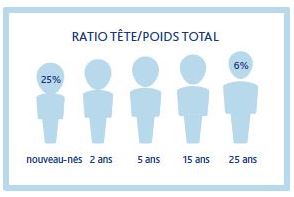 ratio tête/poids total